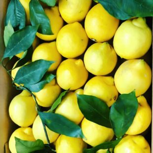 Sidrunid Limoncello tegemiseks | Myitaly